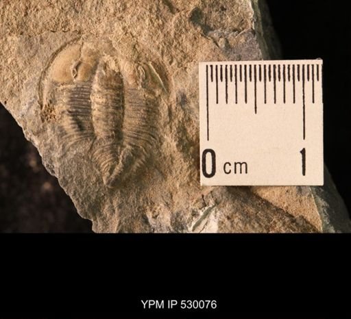 Elrathia kingi