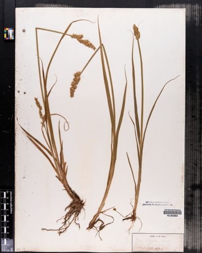 Carex stipata