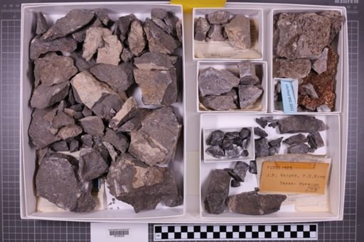 mixed taxa, stratigraphic collection