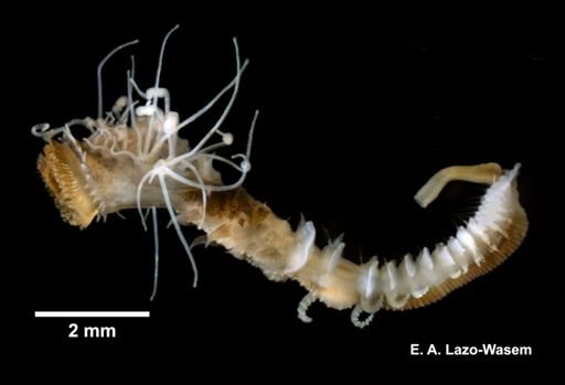 Sabellaria vulgaris
