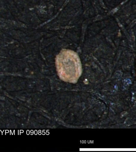 Spirolocammina planula