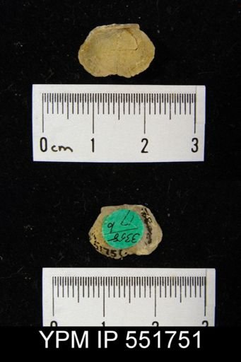undet. Strophomenida