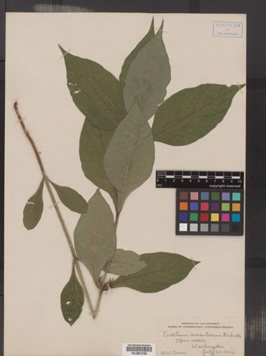 Triosteum aurantiacum
