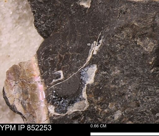 undet. Bivalvia