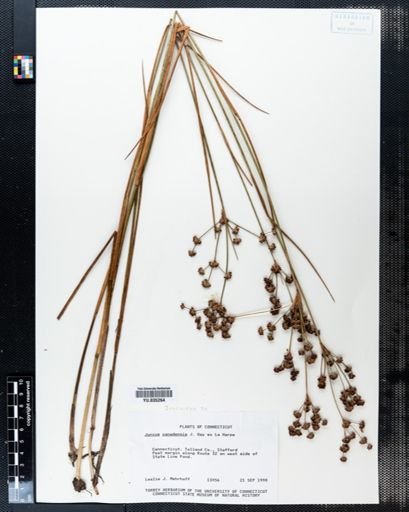 Juncus canadensis