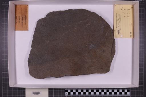 mixed taxa, stratigraphic collection