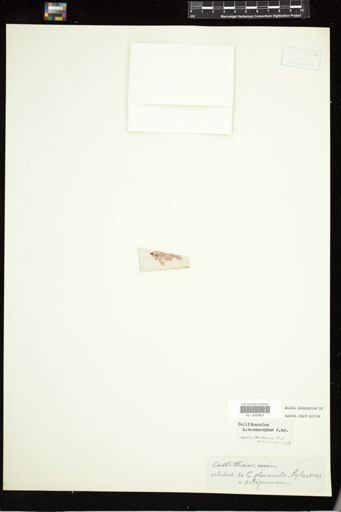 Callithamnion heteromorphum