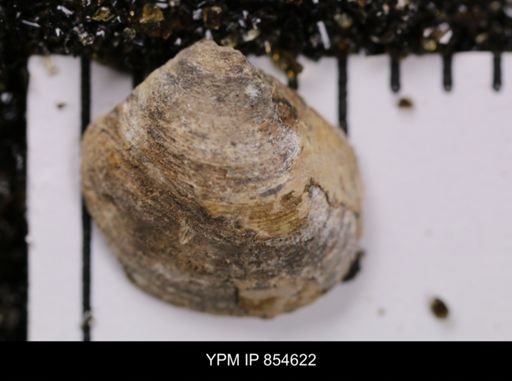 Limopsis striatopunctatus