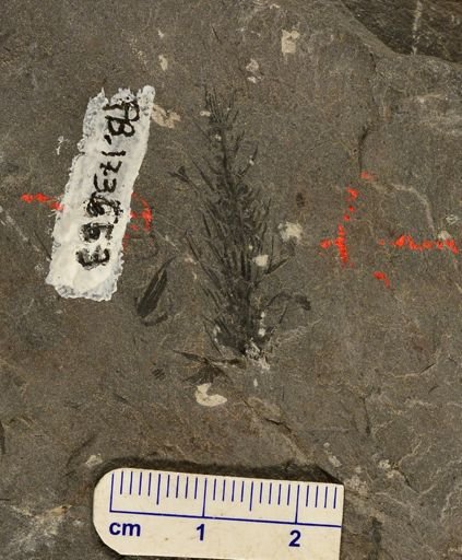 Asterophyllites sp.