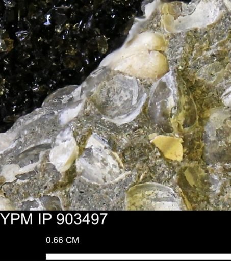 Corbulamella sp.