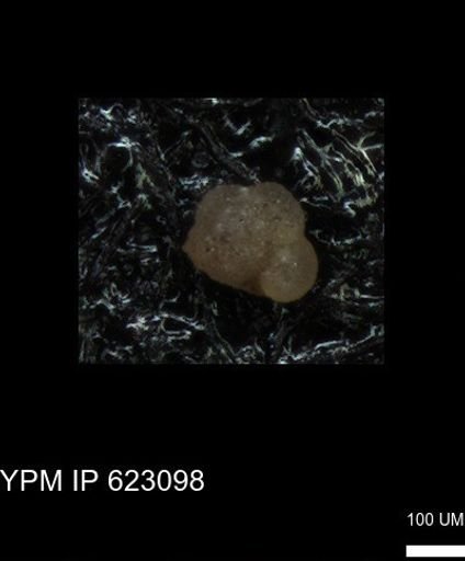 undet. Foraminiferida
