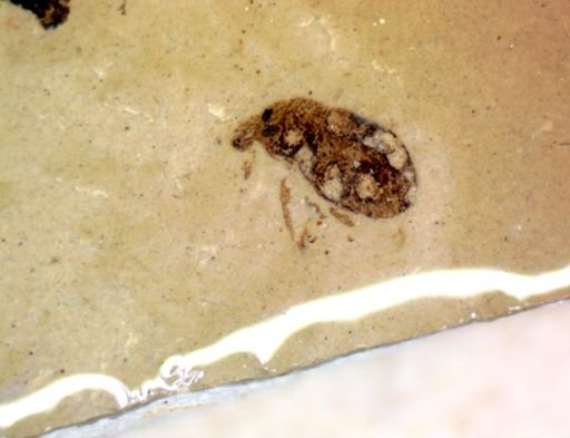 undet. Curculionidae