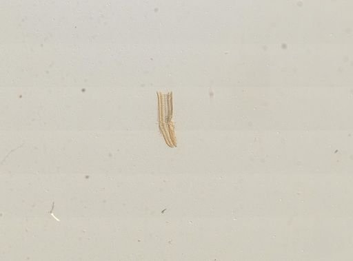 Amnicola porata