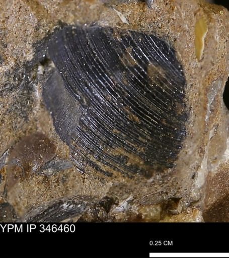 Limopsis striatopunctatus