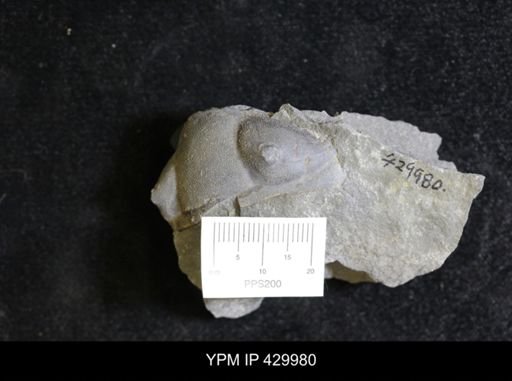 Dipleura dekayi
