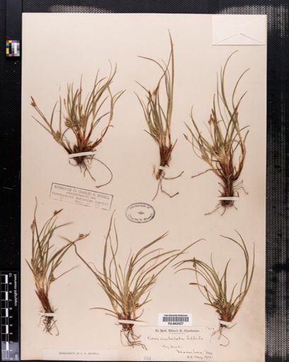Carex vaginata