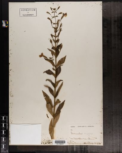 Plantae