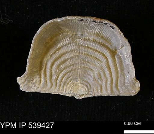 Leptaena rhomboidalis
