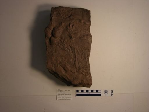 Batrachopus deweyi