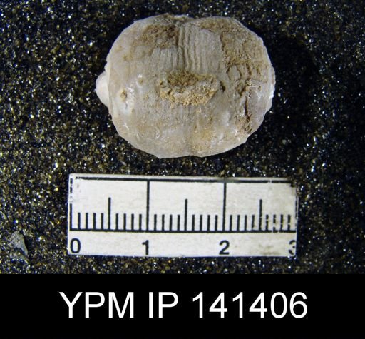 Marginifera typica