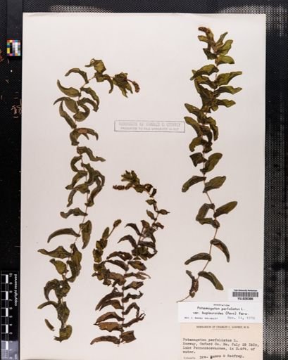 Plantae