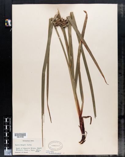 Carex grayi
