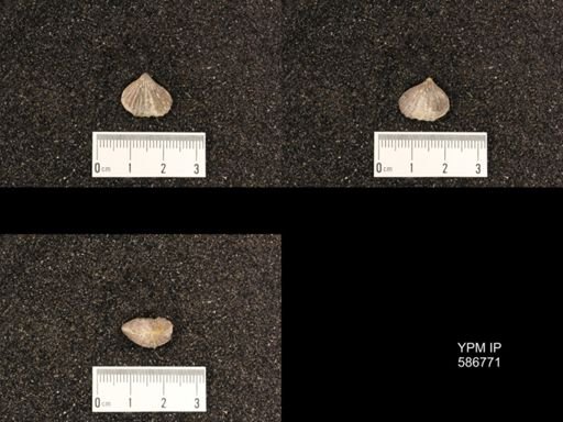 Rhynchotreta cuneata