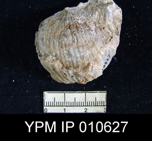 Productus ivesi