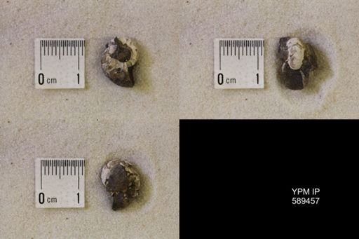 undet. Scaphitidae