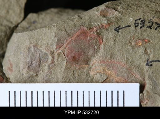 Chauvelicystis sp.