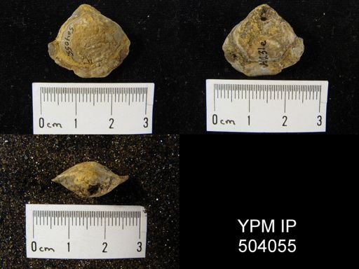 Cleiothyridina sp.