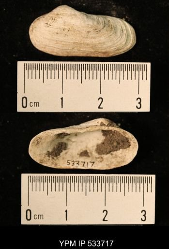 Hiatella arctica