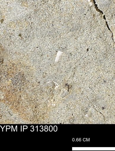 undet. Mollusca