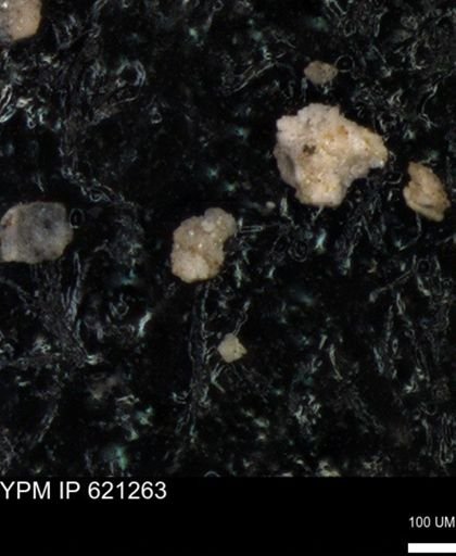 undet. Foraminiferida