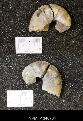 Scaphites sp.