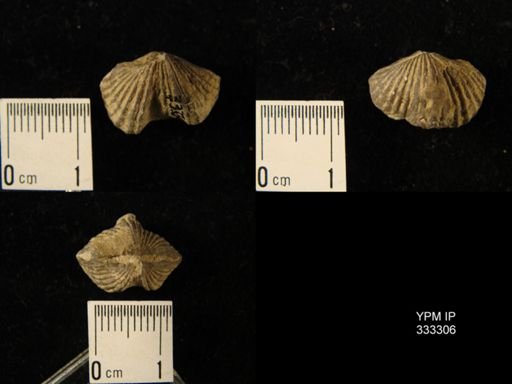 Platystrophia sp.
