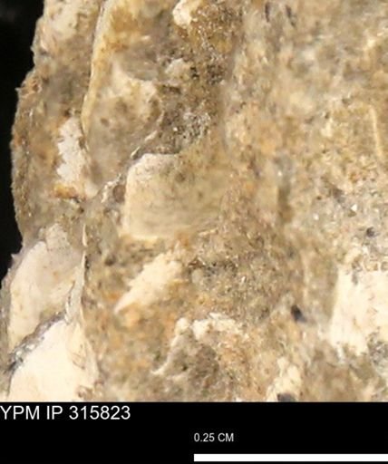 undet. Mollusca