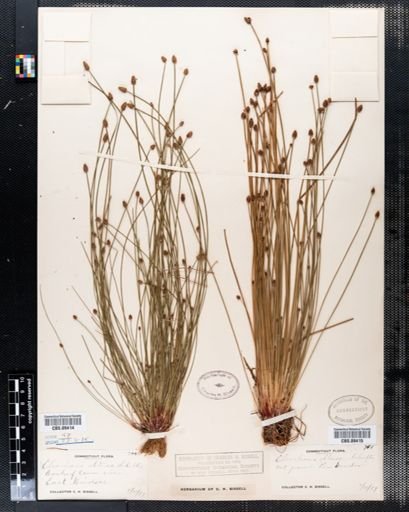 Eleocharis obtusa
