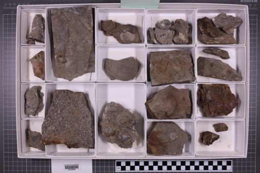 mixed taxa, stratigraphic collection