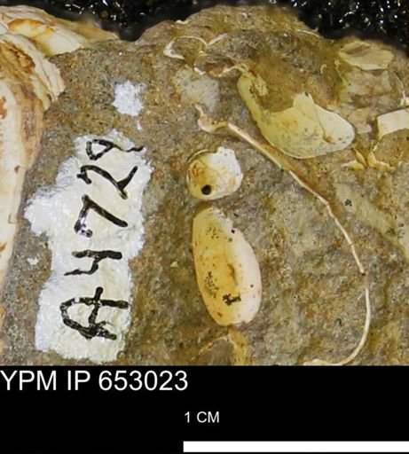 Mollusca