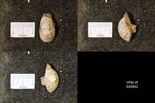 Scaphites sp.
