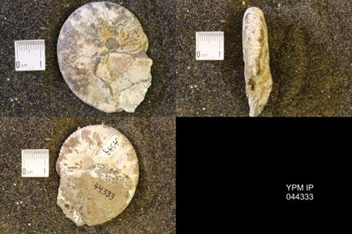 Hoploscaphites comprimus