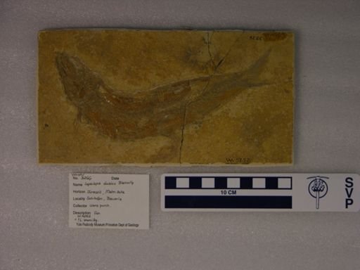 Leptolepis dubius