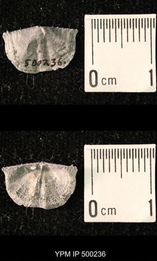 Mesolobus mesolobus decipiens