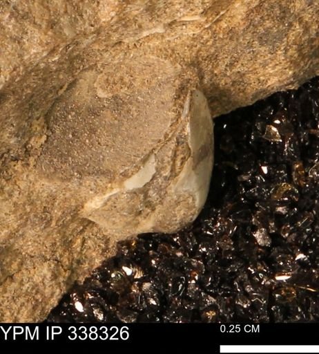Protocardia subquadrata