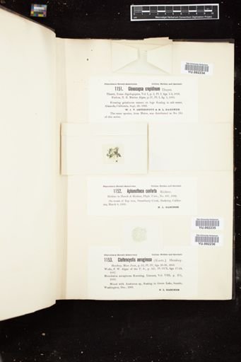 Clathrocystis aeruginosa