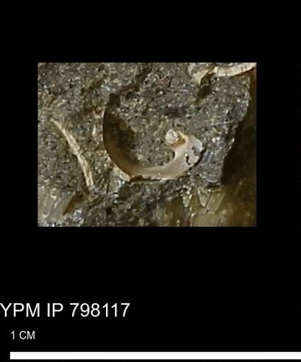 Gastropoda