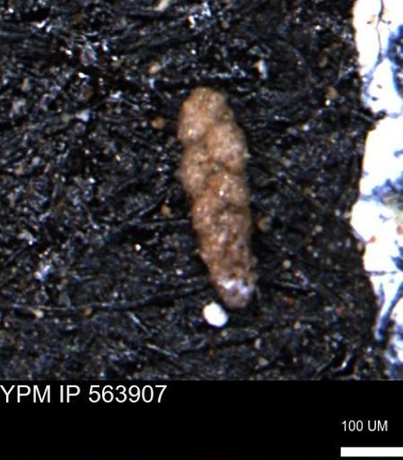 Ammobaculoides phaulus