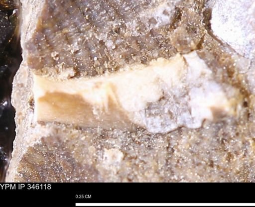 undet. Mollusca