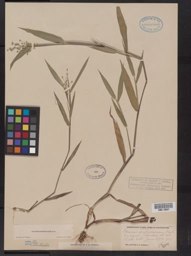 Panicum oligosanthes